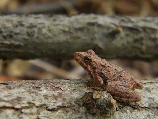 Blanchard’s Cricket Frog