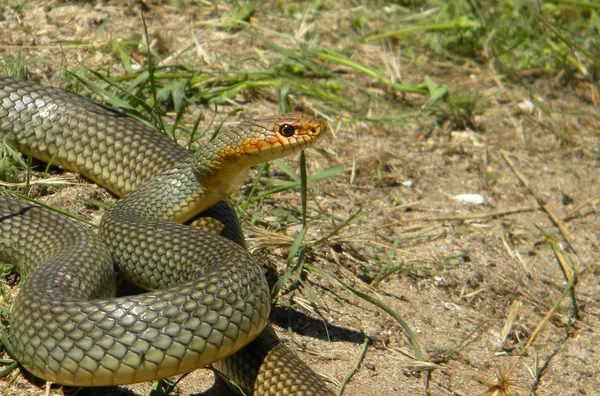 Dolichophis caspius Stockfoto