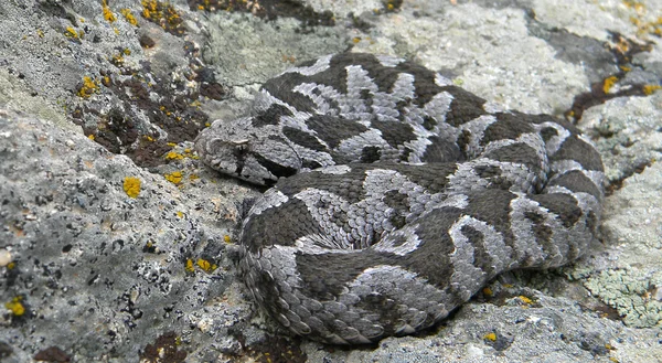 Hockerviper - montivipera xanthina lizenzfreie Stockbilder