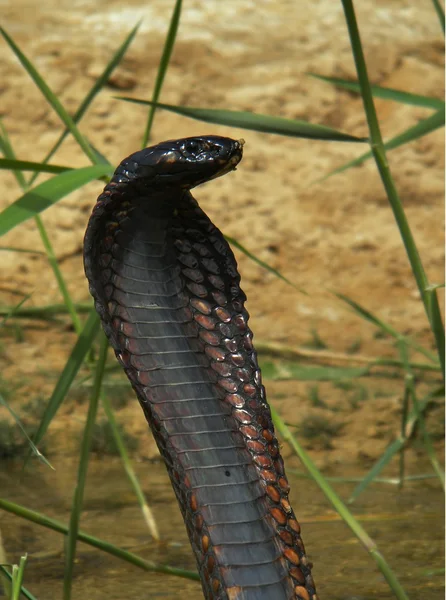 Ägyptische Kobra, naja haje - Portrait Stockbild