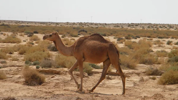 Camello en el desierto Fotos de stock