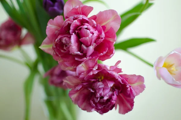 Tulipani di peonia — Foto Stock