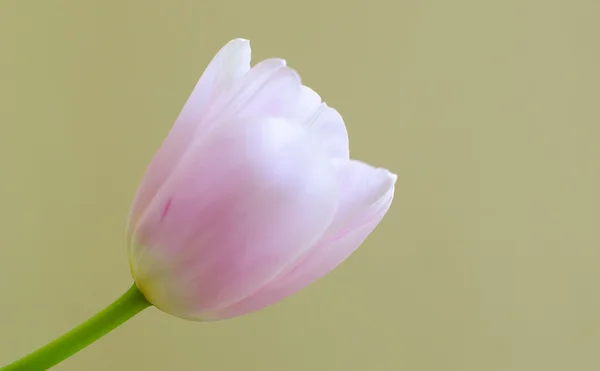 Tulipano — Foto Stock