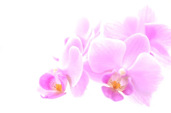 Orchid — Stock Photo, Image