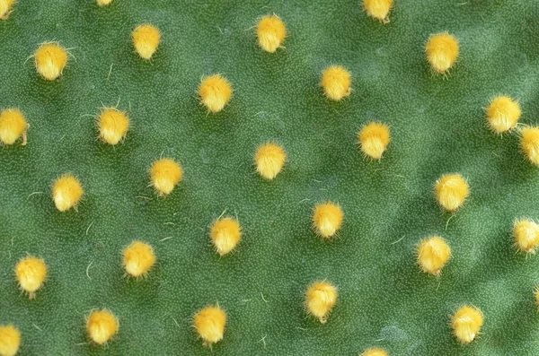 Tło kaktusa — Zdjęcie stockowe