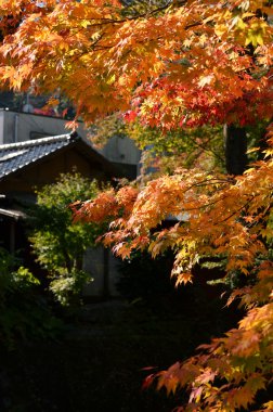 sonbahar yaprakları