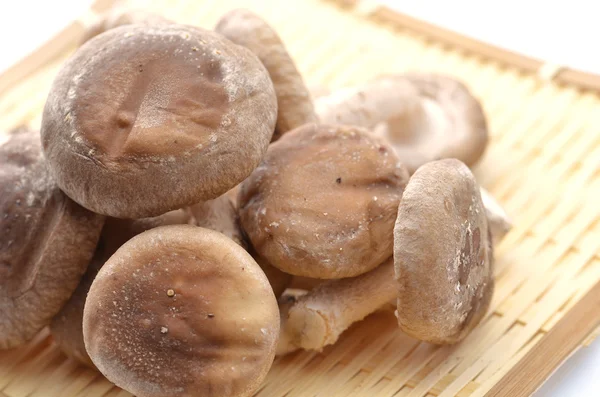 Cogumelo shiitake — Fotografia de Stock