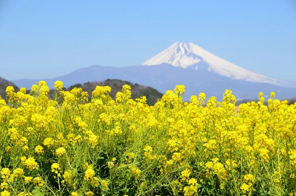 Rzepakowych kwiatów i mt fuji — Zdjęcie stockowe