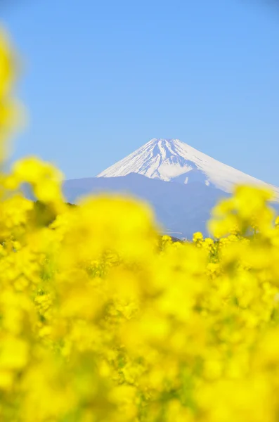 Rzepakowych kwiatów i mt fuji — Zdjęcie stockowe