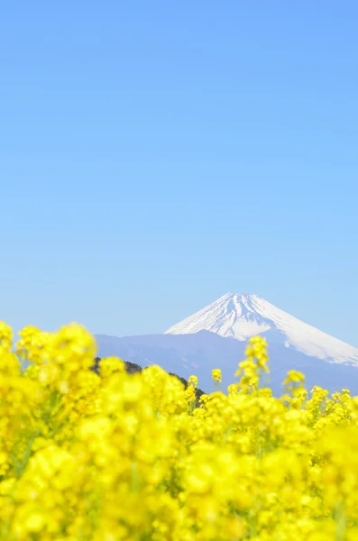 Rzepakowych kwiatów i mt fuji — Zdjęcie stockowe