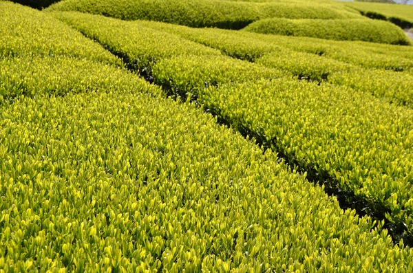 Tea garden Japánban — Stock Fotó