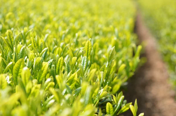 Zöld tea kert — Stock Fotó