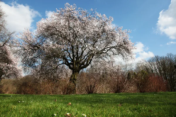 Arbre couleur