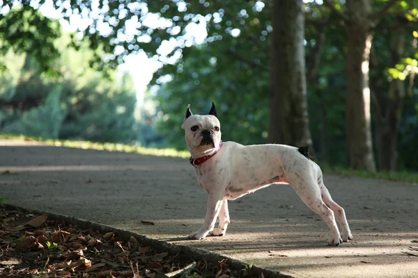 köpek sınıfı