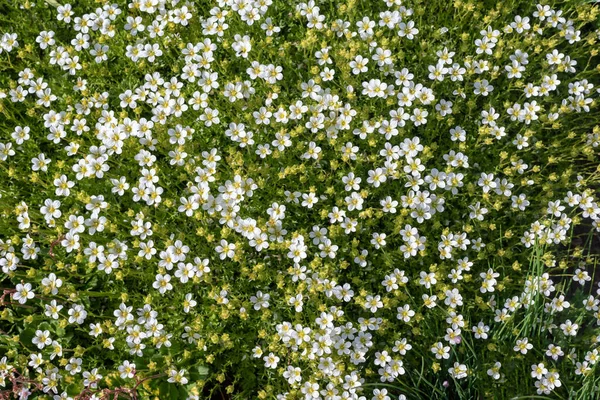 Flores blancas de Sagina subulata en el jardín, fondo. Imágenes De Stock Sin Royalties Gratis