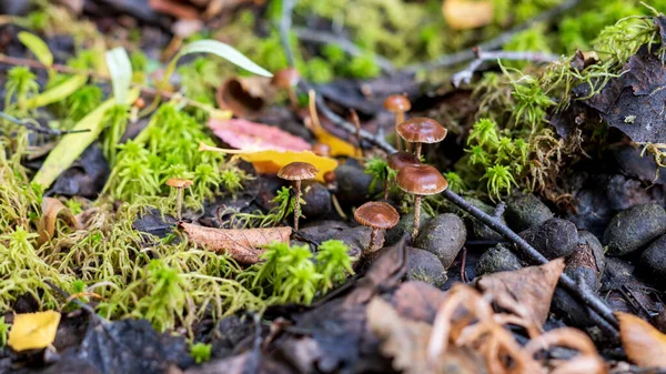 Setas Galerina marginata en el bosque en otoño. — Foto de Stock