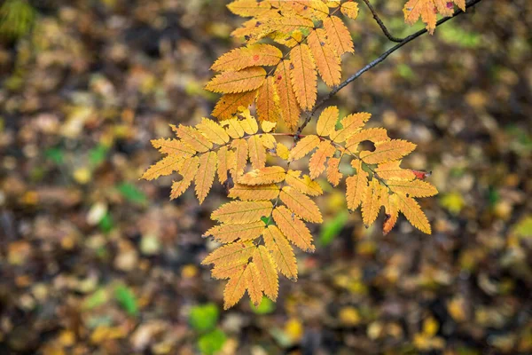 Feuilles Orange Frêne Montagne Sur Fond Flou — Photo