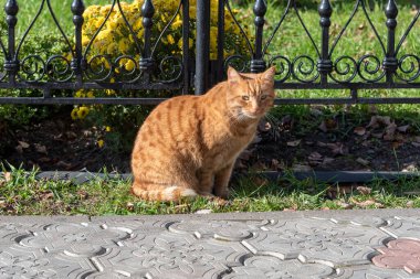 Kızıl bir kedi çimlerin üzerinde oturuyor..