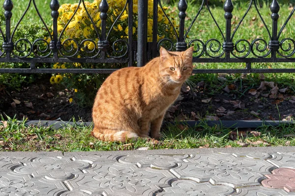 Червоний кіт сидить на траві . — стокове фото