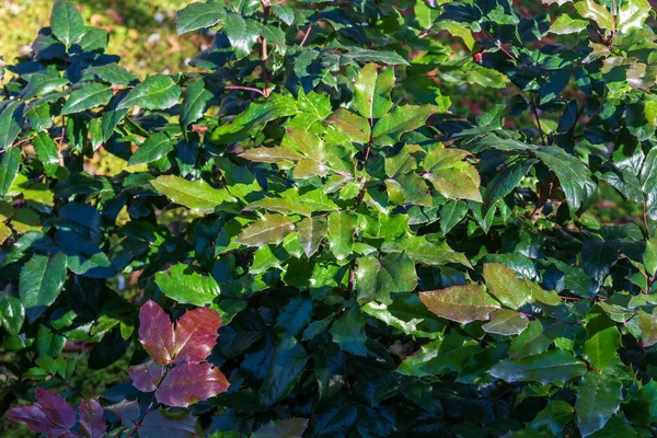Folhagem verde de mahonia aquifolium no parque, fundo. — Fotografia de Stock