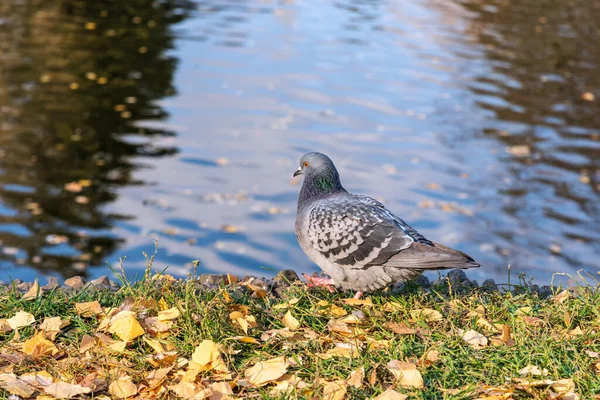 Pigeon Shore Pond Autumn — Stock Photo, Image