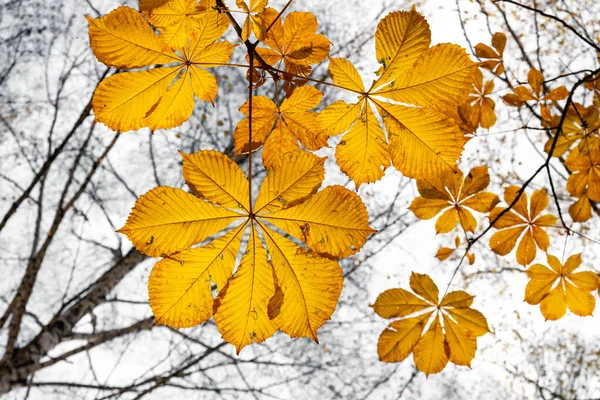 Sonbaharda Parkta Sarı Kestane Yaprakları — Stok fotoğraf