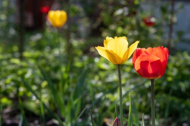 Bahçede parlak sarı lale, arka ışık.