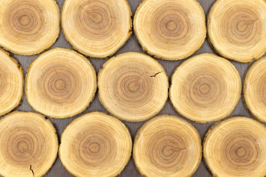 Elma ağacının gövdesinin yuvarlak kesimleri.