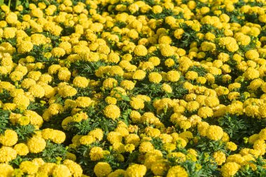 Bahçede parlak sarı kadife çiçekleri, ereksiyon halindeler..