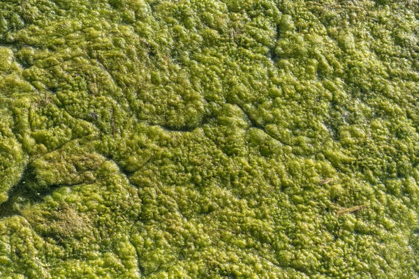 A textúra a zöld alga a felszínen a tó, háttér.. — Stock Fotó