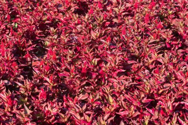 Celosia İmparatorluğu 'nun kırmızı kızılötesi görüntüleri bahçede, arka planda..