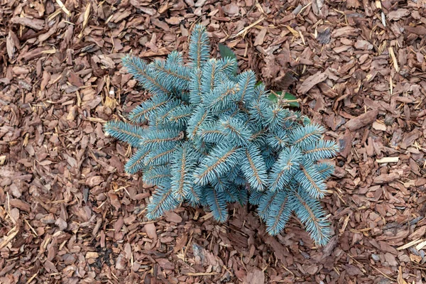 Νεαρά Picea pungens Glauca Globosa, μπλε ερυθρελάτη, κορυφαία άποψη. — Φωτογραφία Αρχείου