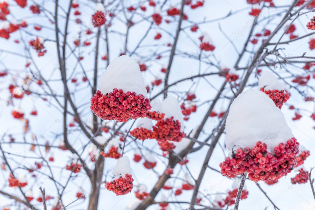 A bunch of red rowan berries under a cap of snow.