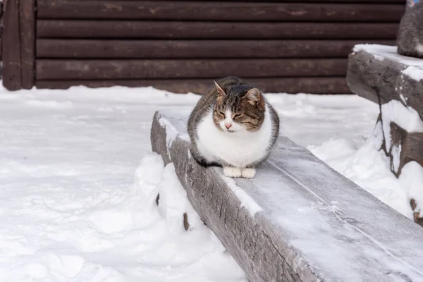 Заморожений кіт на снігу в селі . — стокове фото