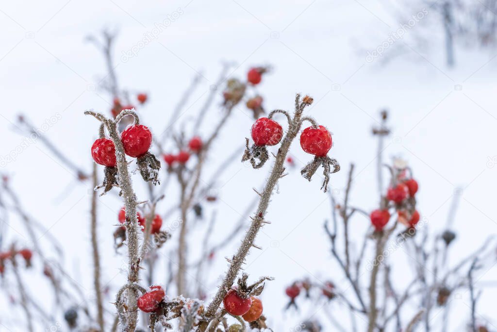 Red rose hips covered with hoarfrost on a branch.