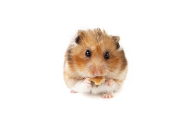 hamster