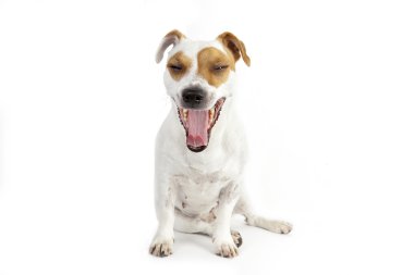 Dog jack russel