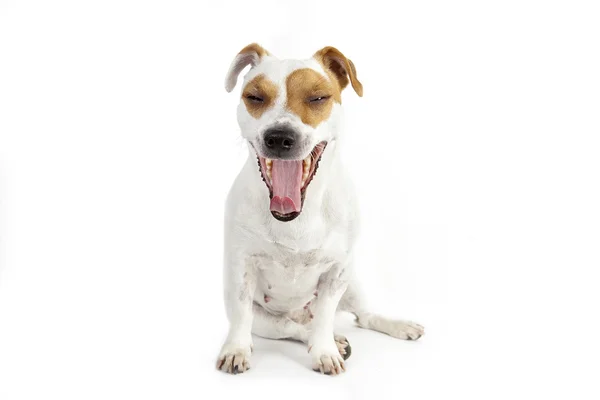 Dog jack russel — Stock Photo, Image