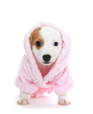 jack Russell terrier yavrusu
