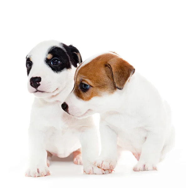 Jack russell terrier pups — Stockfoto