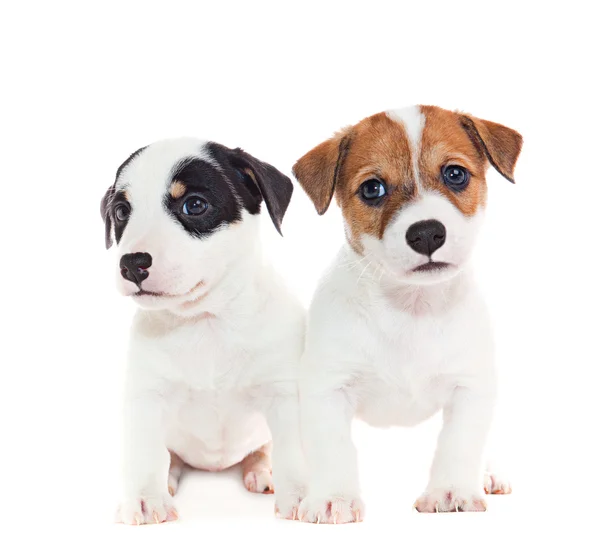 Jack Russell Terrier puppies — Stock Photo, Image