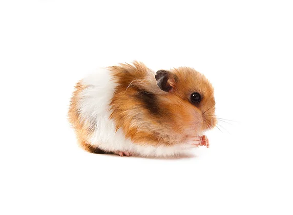 Ginger hamster — Stock Photo, Image