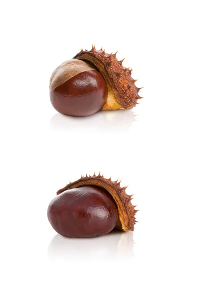 Chestnut in a skin on a white background — Stock Photo, Image