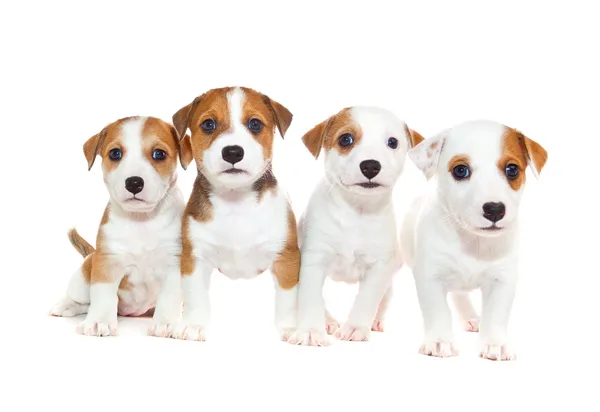 Cachorros de 2 meses de edad, sentados frente al fondo blanco — Foto de Stock