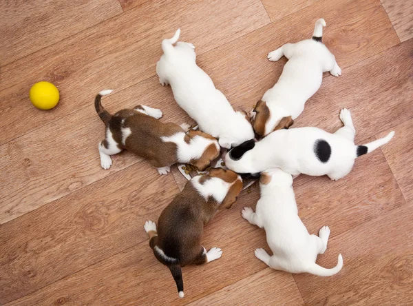 Filhotes de cachorro em torno de 2 meses de idade — Fotografia de Stock