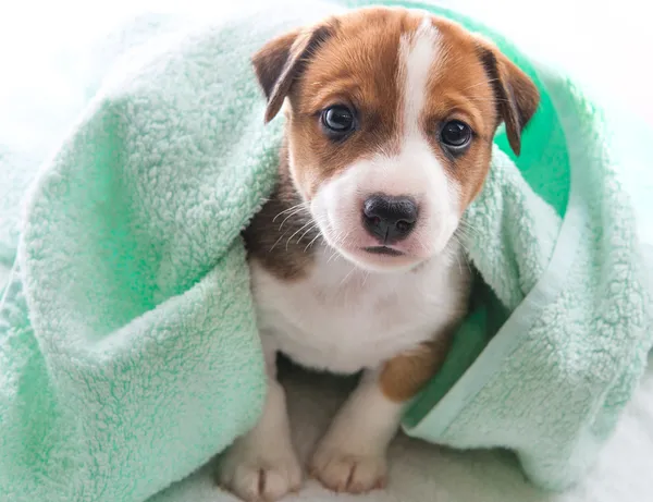 Asciugamano da bagno cane Foto Stock