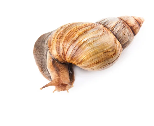 Snail isolated on white background — Stock Photo, Image