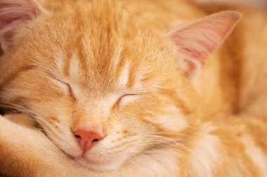 Kızıl saçlı kedi