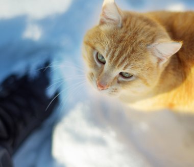 üstünde mavi kar kırmızı kedi
