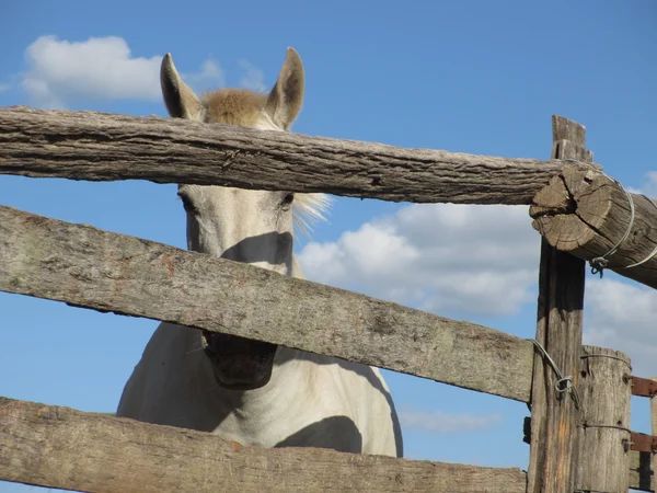 White horse — Stock Photo, Image